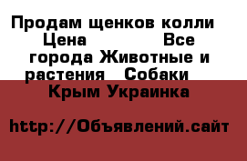 Продам щенков колли › Цена ­ 15 000 - Все города Животные и растения » Собаки   . Крым,Украинка